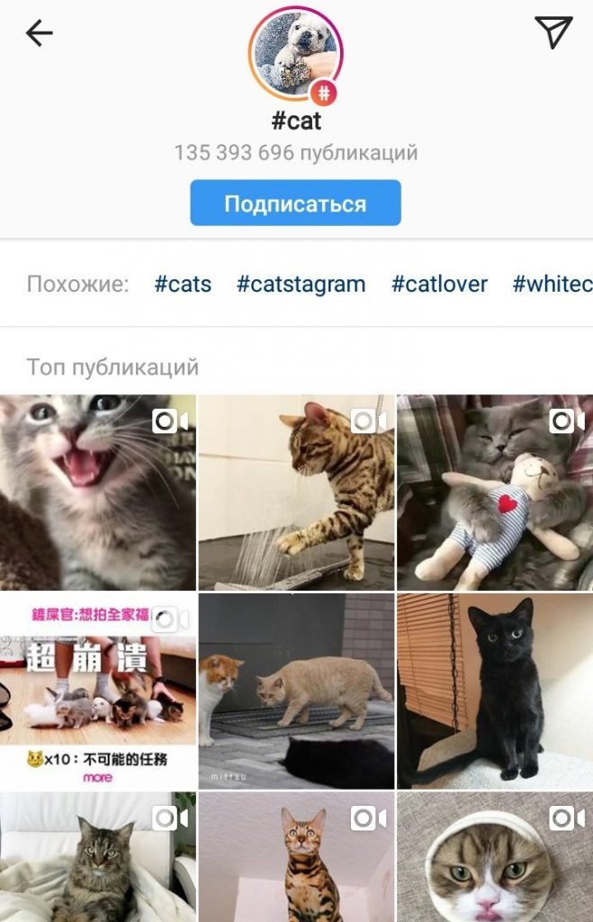 Коты в Инстаграм