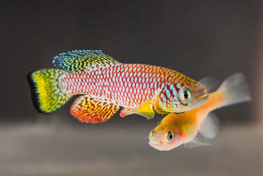 Нотобранх Фурцера – идеальный объект изучения в исследованиях старения: рыба является позвоночным с самой короткой продолжительностью жизни, почти все ее гены присутствуют и в ДНК человека