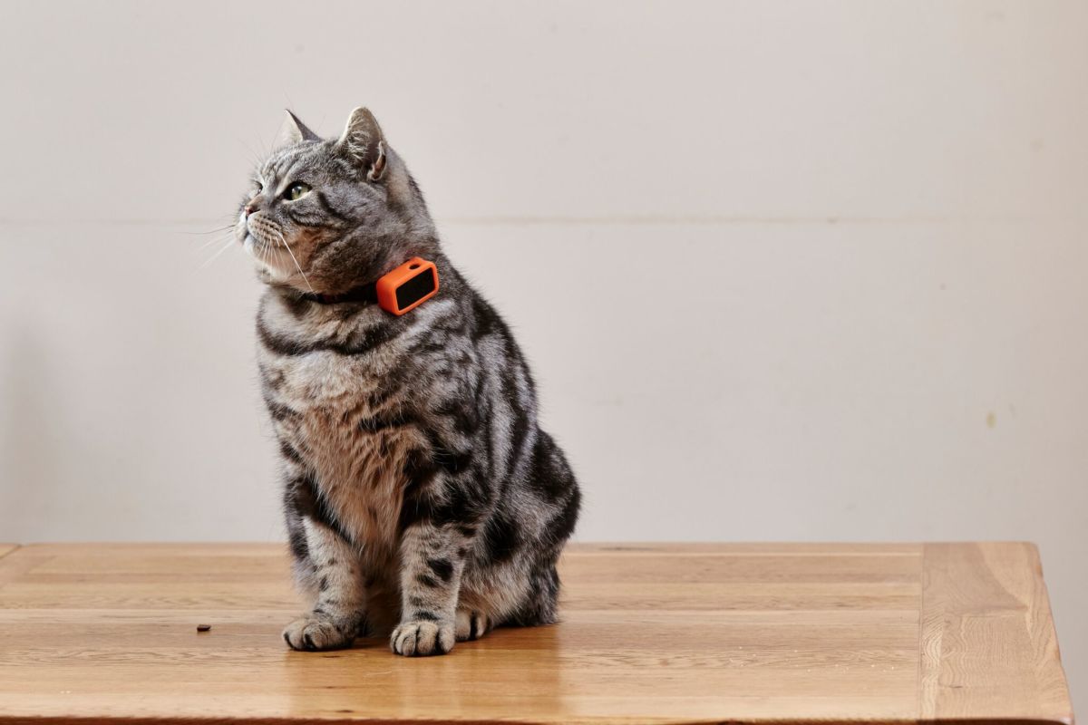 Как не потерять кота, себя и смысл жизни: GPS-трекеры для животных