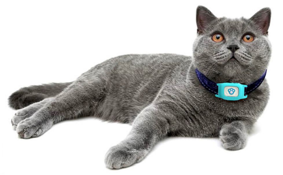 Как не потерять кота, себя и смысл жизни: GPS-трекеры для животных