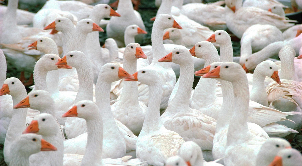 Выиграть ONYX BOOX и программы от ABBYY в три простых шага