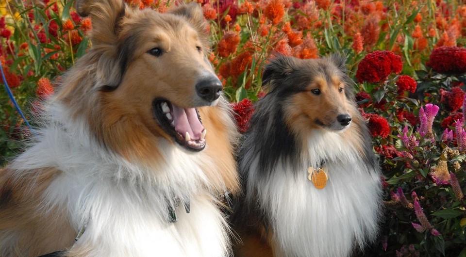 17 лучших гаджетов для домашних животных: ваши питомцы полюбят эти устройства