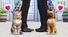 Заводим питомцев в The Sims 4: Кошки и собаки