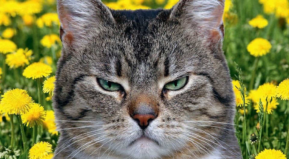 Искусство очистки: как современная техника помогает справиться с аллергией