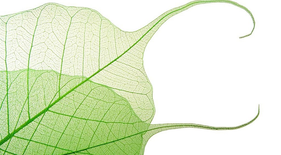 Как правильно снимать макро