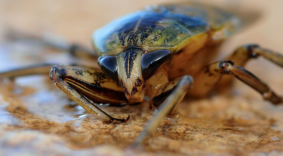 Создан первый в мире робот-таракан