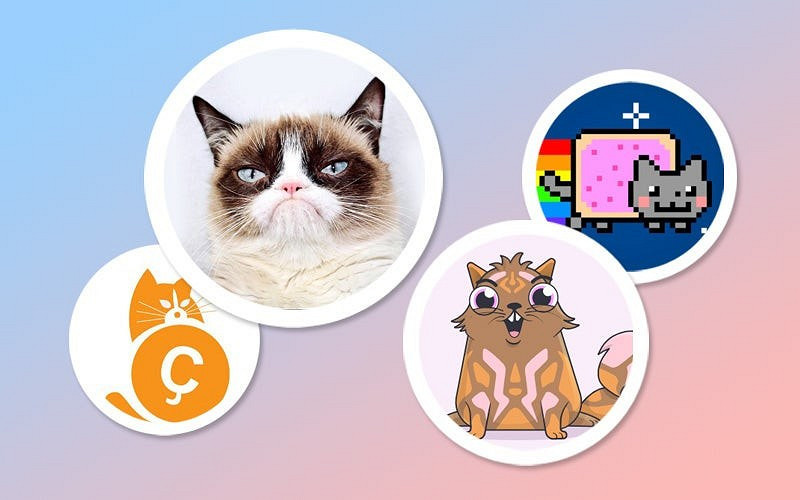 Мир, труд, мяу: как делают бизнес на котиках?