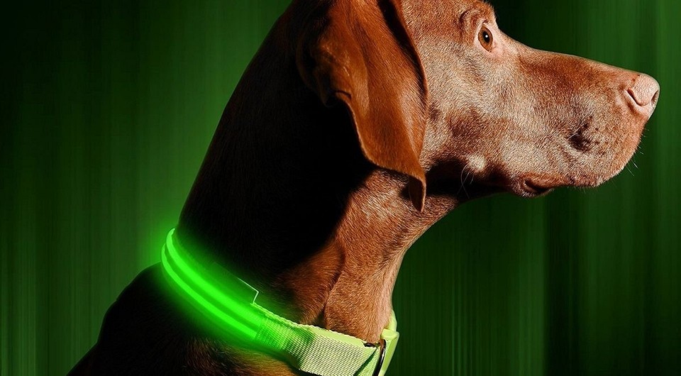 5 классных девайсов для ваших питомцев из российских магазинов