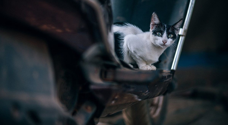 Потерялся кот или собака? Поищите в Яндексе (мы не шутим)