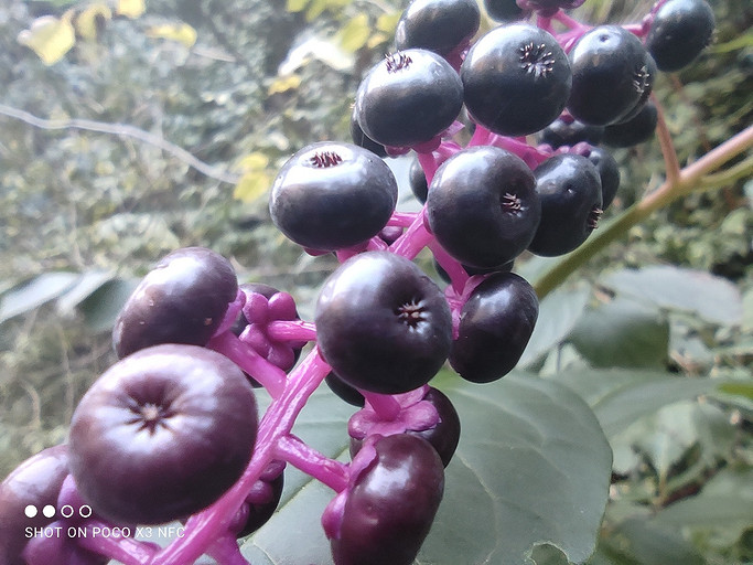 Обзор смартфона POCO X3 NFC: бестселлеры, подвиньтесь