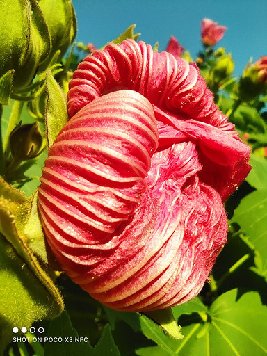 Обзор смартфона POCO X3 NFC: бестселлеры, подвиньтесь