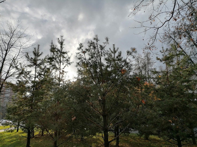 Обзор смартфона HONOR 10X Lite: новый хит до 20 000 рублей