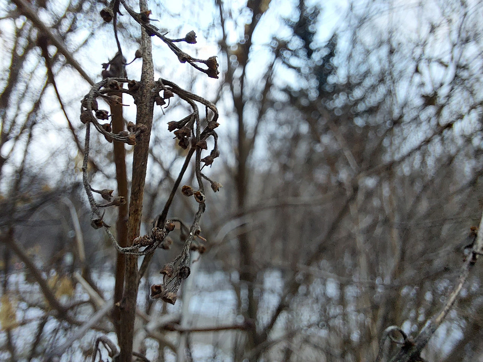 Макросъемка