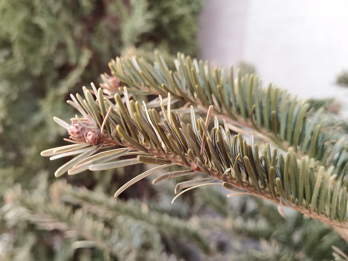 Обзор смартфона HUAWEI P40 Pro: камерофон без Google