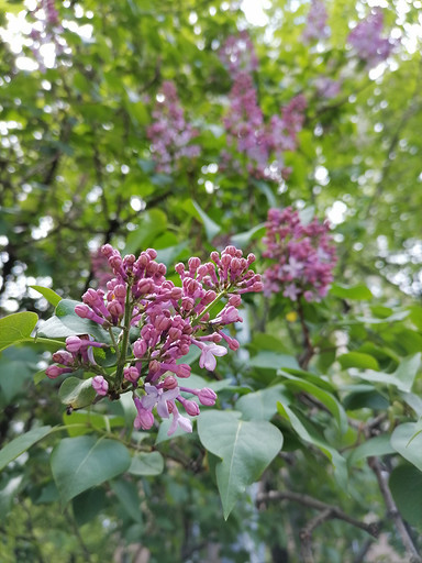 Обзор HUAWEI P40 Lite E: безгугловый смартфон за 10 000 рублей