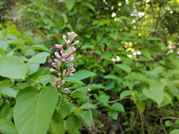 Обзор HUAWEI P40 Lite E: безгугловый смартфон за 10 000 рублей