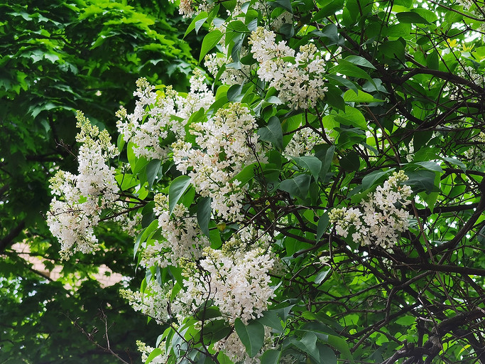 Обзор смартфона HONOR 30 Pro+: флагман с необычным дизайном