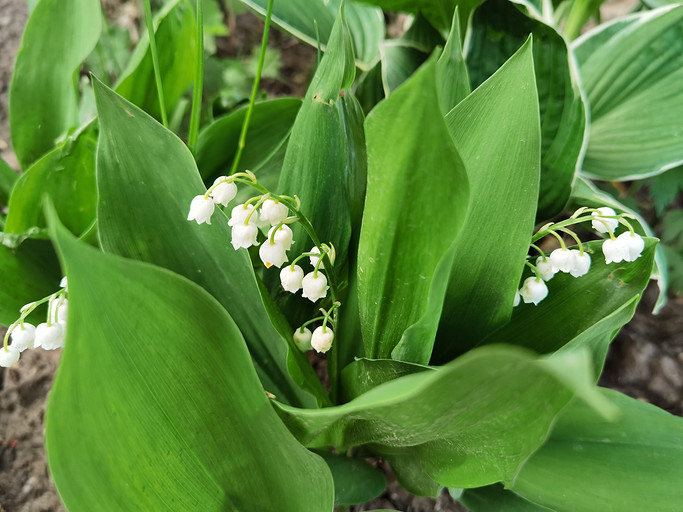 Обзор смартфона HONOR 30 Pro+: флагман с необычным дизайном