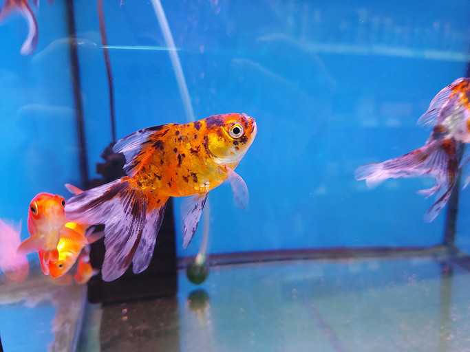 Обзор Samsung Galaxy A72: лучший смартфон за 30 000 рублей