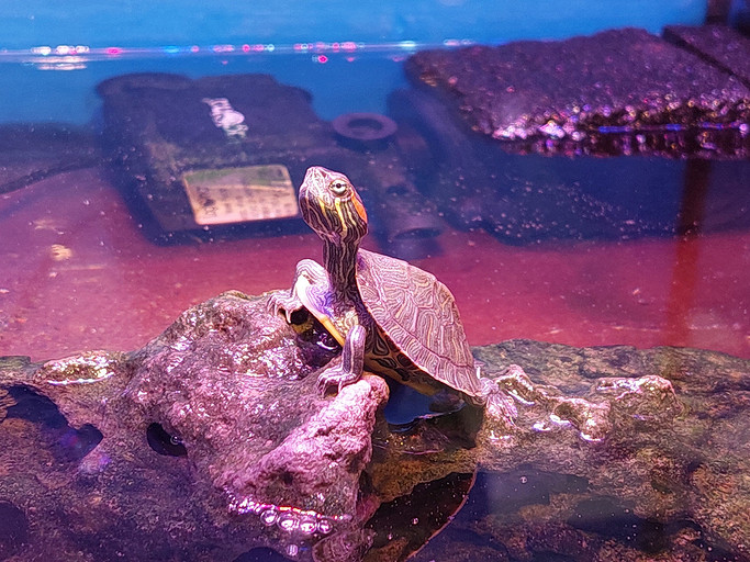 Обзор Samsung Galaxy A72: лучший смартфон за 30 000 рублей