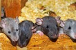 Вам грустно? Австралийские ученые рассказали о пользе щекотки и том, как правильно щекотать крыс