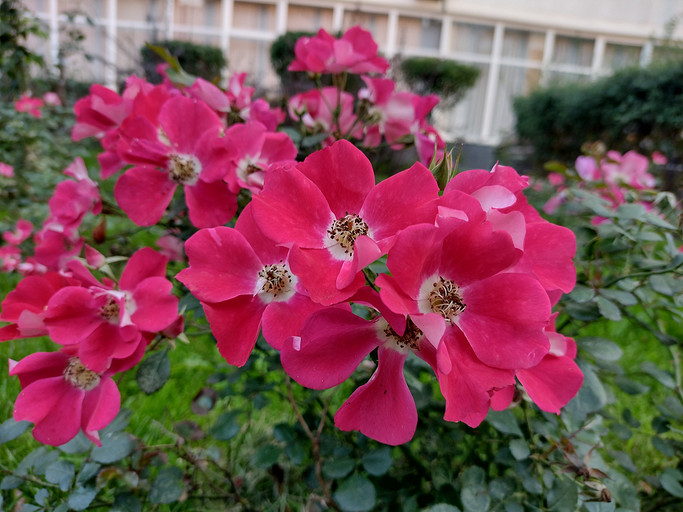 Обзор смартфона Motorola Moto G30: готов поспорить с «китайцами»