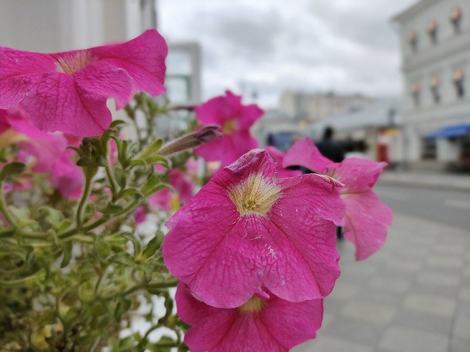 Обзор смартфона OPPO Reno6: быстрая зарядка и камера 64 Мп