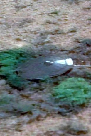 В Южной Африке нашли космический корабль «пришельцев» — инопланетяне уже среди нас?