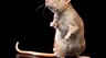 Ученые вживили модель человеческого мозга в голову крысы