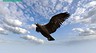 Почувствуй себя свободным: вышел симулятор орла Eagle Hunting Journey