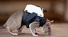 В Бельгии создали крыс-спасателей, оснащенных технологическими рюкзачками