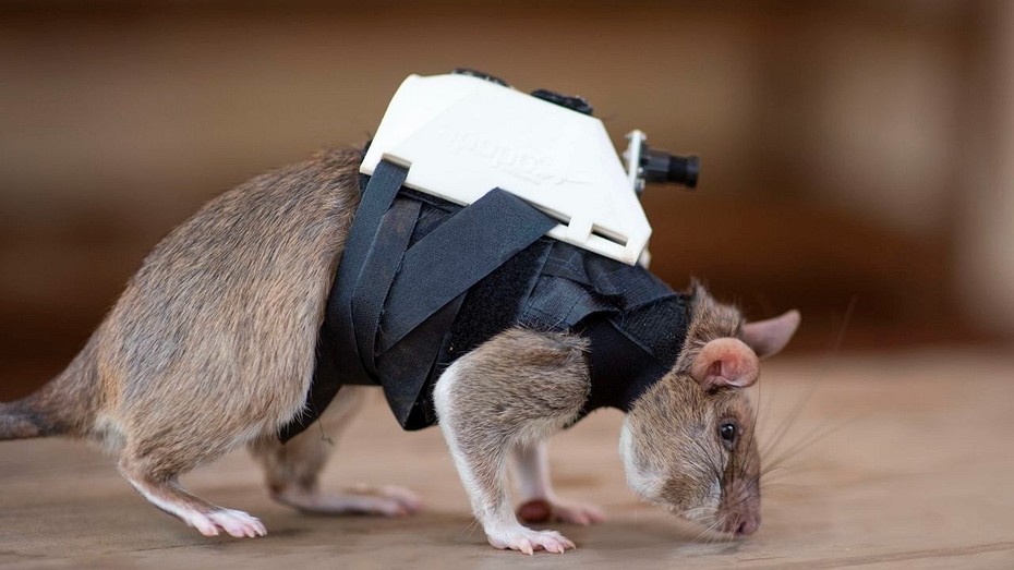 В Бельгии создали крыс-спасателей, оснащенных технологическими рюкзачками