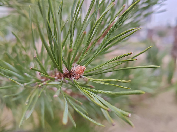 Обзор смартфона Honor 70: флагманские функции по разумной цене