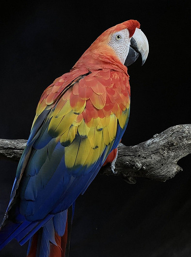 Как снимает новый бюджетный iPhone SE 2022 с 12-мегапиксельной камерой? (ФОТО)