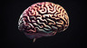 Ученые создали копию человеческого мозга и подключили его к ПК