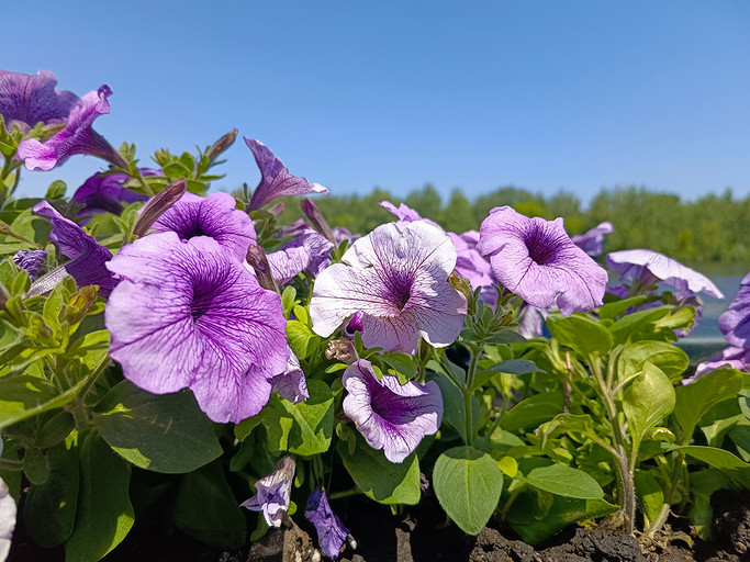 Обзор смартфона TECNO CAMON 20 Premier 5G