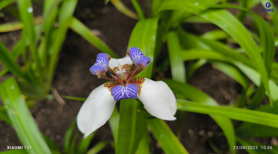 Раскрыты характеристики, дизайн, интерфейс Xiaomi 13T, а также показаны примеры фото и видео, сделанные на камеру смартфона