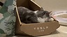 Tesla выпустила картонный Cybertruck для кошек