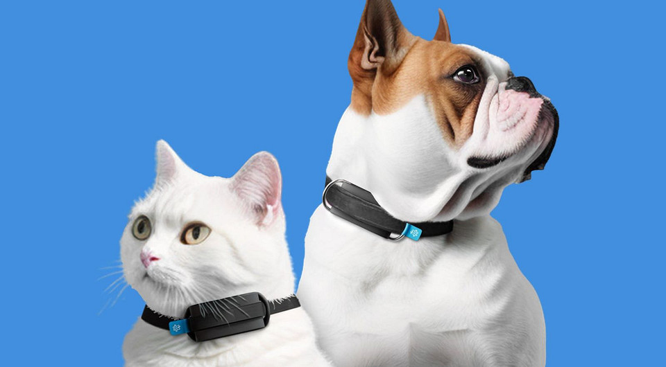 Создан умный GPS-трекер с ИИ и функциями мониторинга здоровья кошек и собак