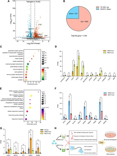 В Китае заморозили мозг человека, а затем разморозили через 1,5 года