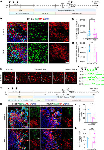 В Китае заморозили мозг человека, а затем разморозили через 1,5 года