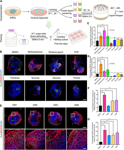 В Китае заморозили мозг человека, а затем разморозили через 1,5 года