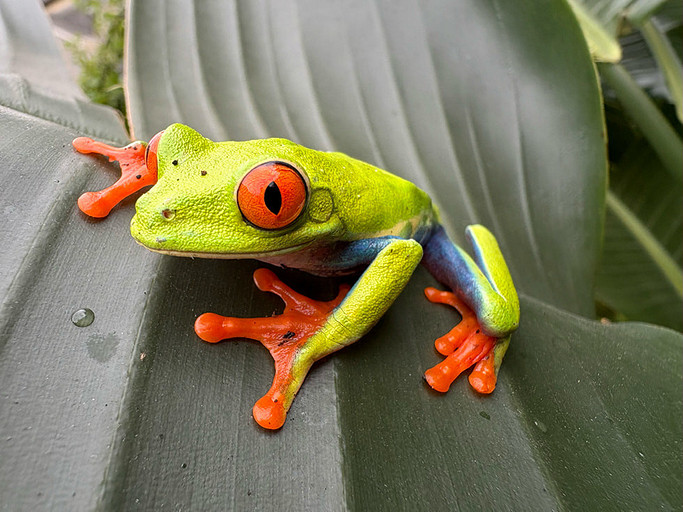 Коротко: чем отличаются разные модели iPhone 16