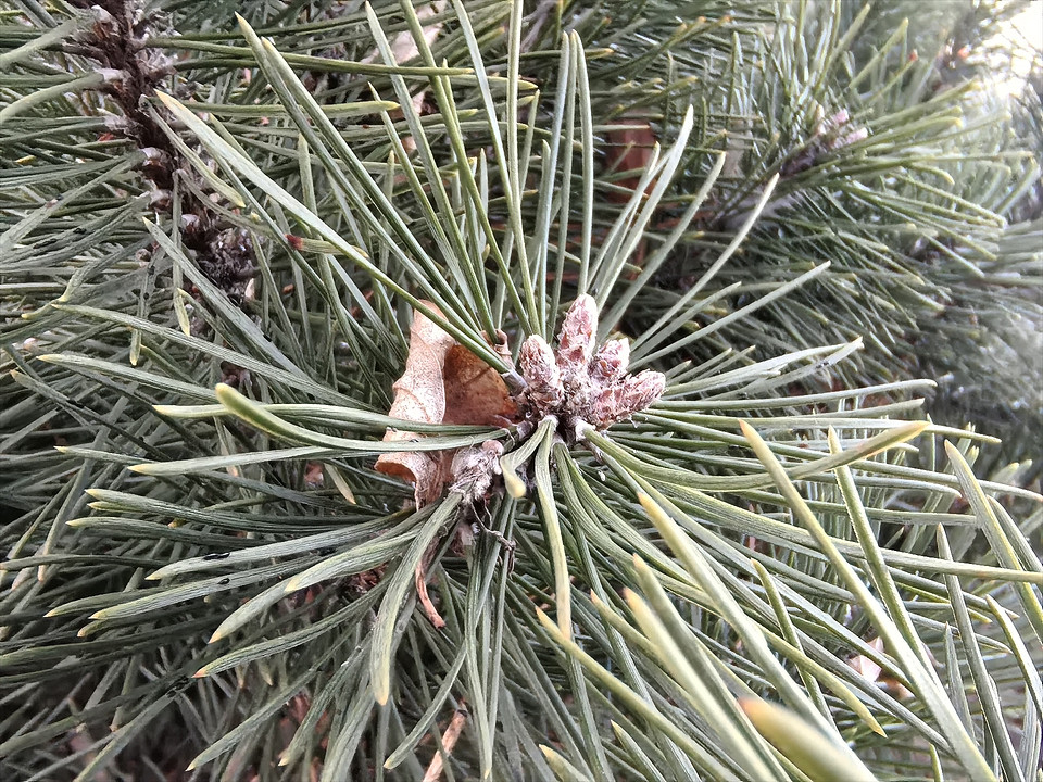 Обзор смартфона HUAWEI nova 13 Pro: элегантный дизайн и отличные камеры Обзор смартфона HUAWEI nova 13 Pro: элегантный дизайн и отличные камеры