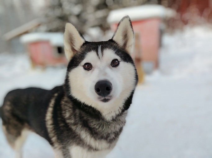 Обзор смартфона HONOR X9c: прочный средний класс