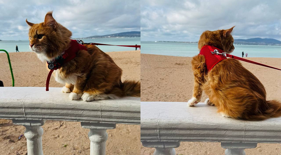 Как сделать коллаж на iPhone штатными средствами и через приложения