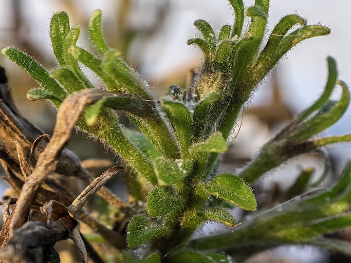 Суперзум HUAWEI Pura 80 Ultra: чем эта фишка уникальна даже среди флагманов