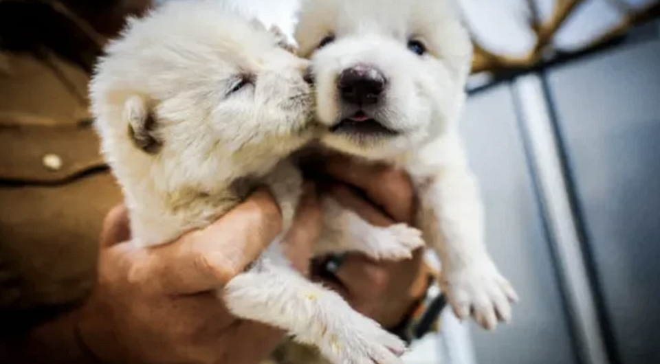 Самое интересное за неделю: лютоволки, OPPO Find X8 Ultra и свежий топ-10 AnTuTu