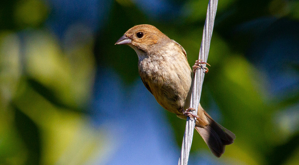 Почему птиц на проводах не бьет током: разбираемся в сути феномена