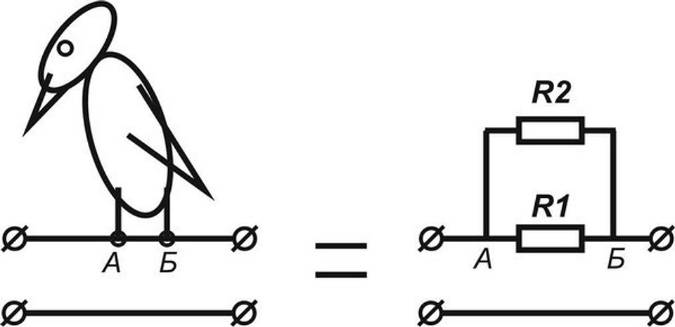 Почему птиц на проводах не бьет током: разбираемся в сути феномена